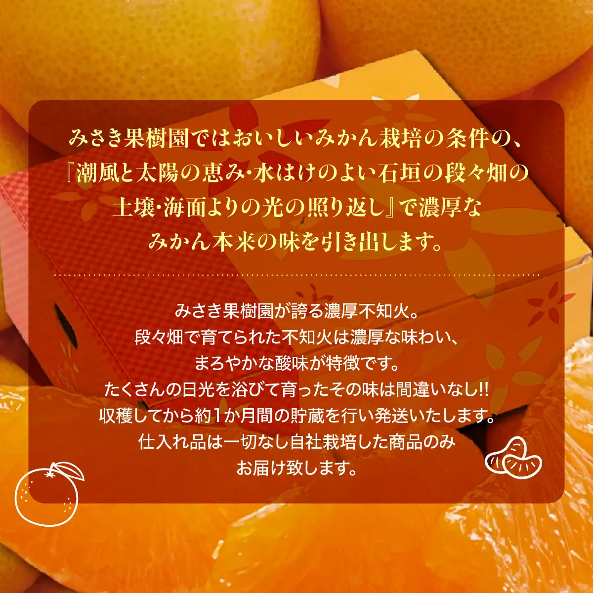【先行受付】みさき果樹園で栽培・収穫・段々畑育ちの濃厚不知火5kg【C21-63】YWTBC044
