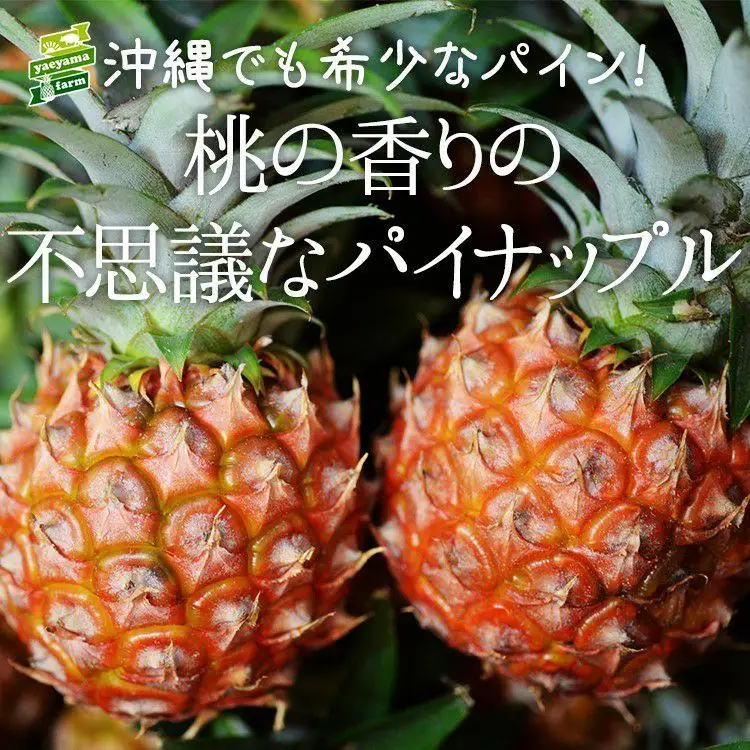 パイナップル 石垣島産 ピーチパイン 約2.4kg 3～4玉