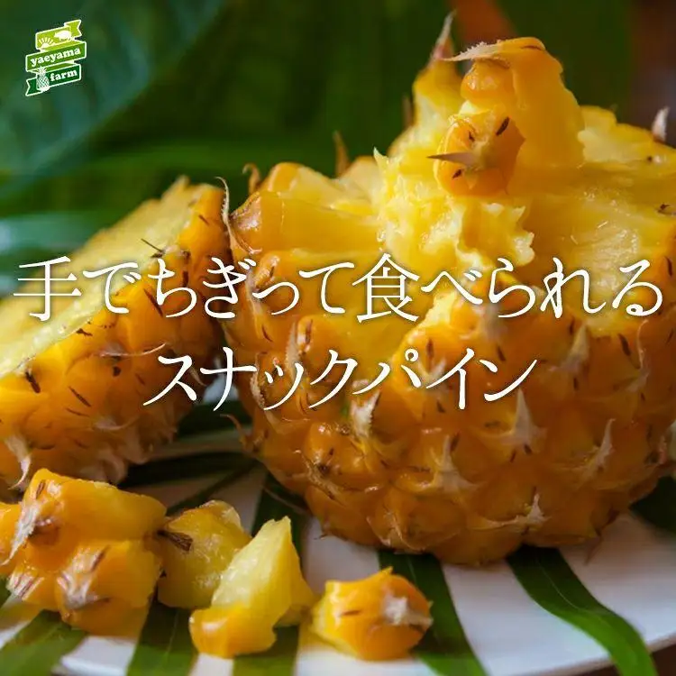 パイナップル 石垣島産 スナックパイン 約2.8kg 2～4玉