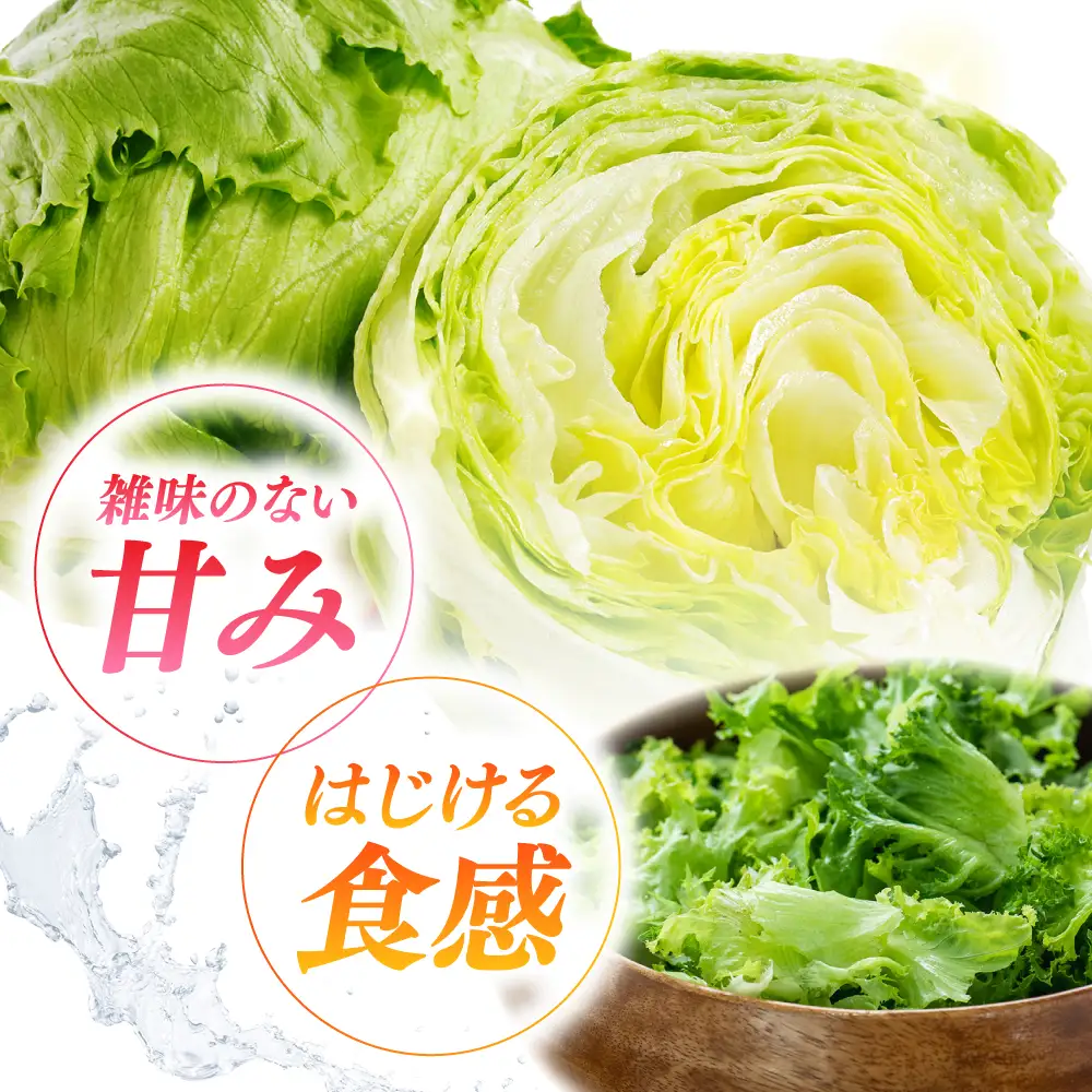 2026年 12月-発送 レタス約8kg [SGU005] レタス
