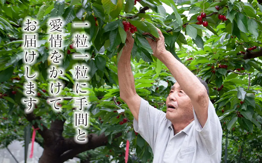 【令和9年産】さくらんぼ 佐藤錦 Lサイズ バラ詰め 1kg (500g×2)  山形県鶴岡産 鈴木弥吉さくらんぼ園 K-966