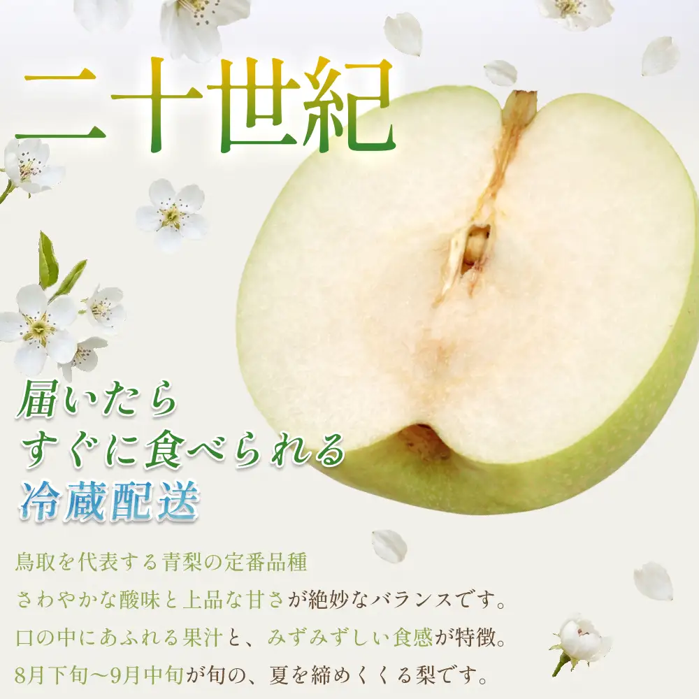 【先行予約】中野農園 梨 ”二十世紀梨” 3kg 冷蔵便発送｜鳥取 岩美 梨 なし ナシ 20世紀梨 青梨 果物 フルーツ ※お届けは2026年8月下旬頃～【41074】