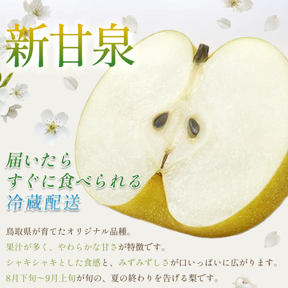 【先行予約】中野農園 梨 ”新甘泉” 5kg 冷蔵便｜鳥取 岩美 梨 なし ナシ 赤梨 果物 フルーツ ※お届けは2026年8月下旬頃～【41081】