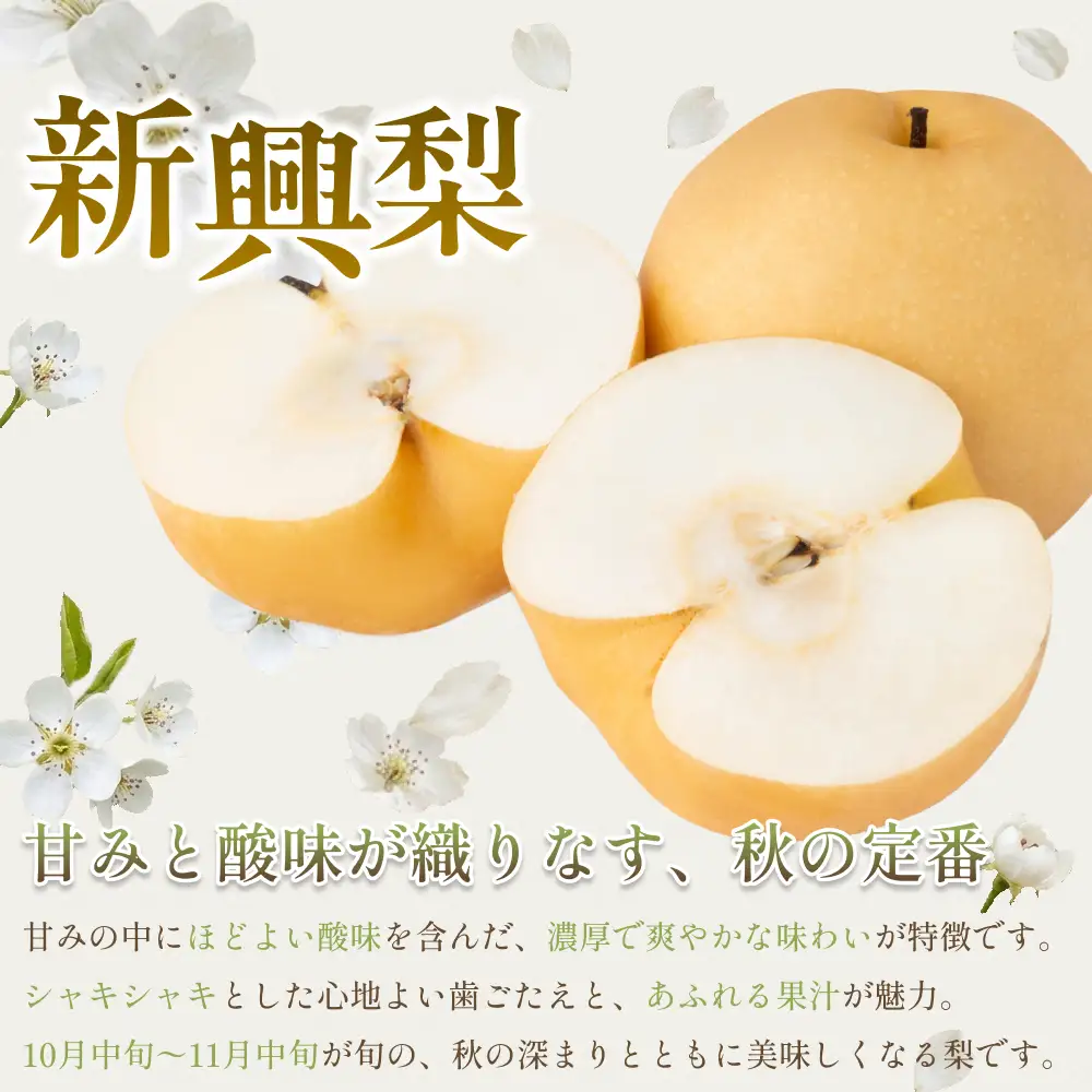 【先行予約】中野農園 梨 ”新興梨” 5kg箱｜鳥取 岩美 梨 なし ナシ 赤梨 果物 フルーツ ※お届けは2026年11月以降【41084】