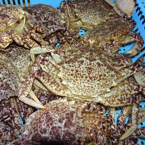《訳あり》青森県 陸奥湾産 活トゲクリガニ(オス) 約1kg (3～7杯) 【琉宝丸】 F21J-235