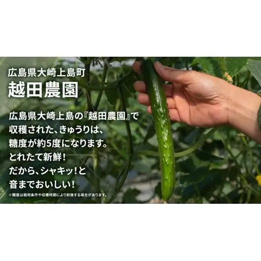 シャキッと美味しい！ 瀬戸内産 きゅうり 約2kg 【2026年 9月以降発送】 