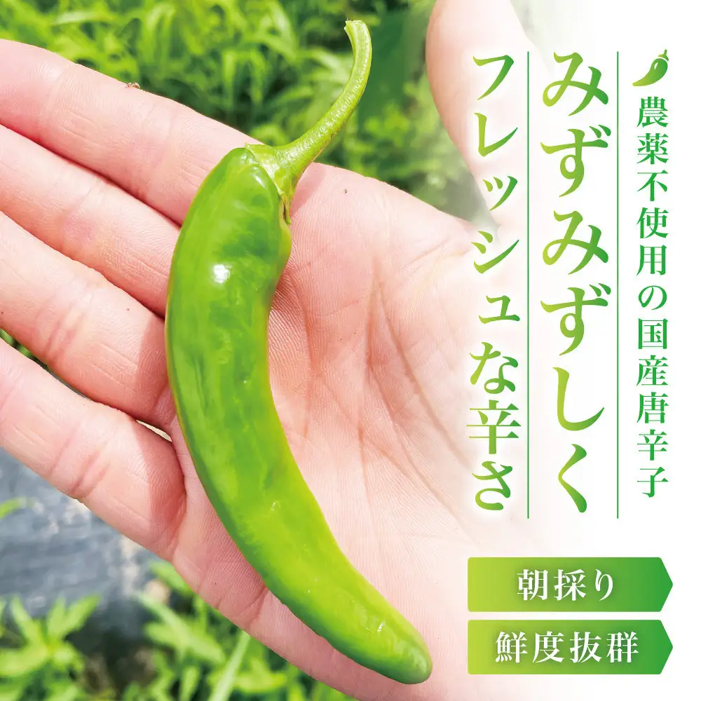 【宮城県産】生青唐辛子 龍の尾 3kgセット（500g×6袋）7月末頃より順次発送 激辛韓国品種 西根の森｜太良衛門