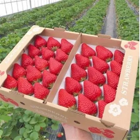 【2027年発送先行受付】紅ほっぺ  大粒　約500g×2パック【配送不可地域：離島・北海道・沖縄県・四国・九州】【1711396】