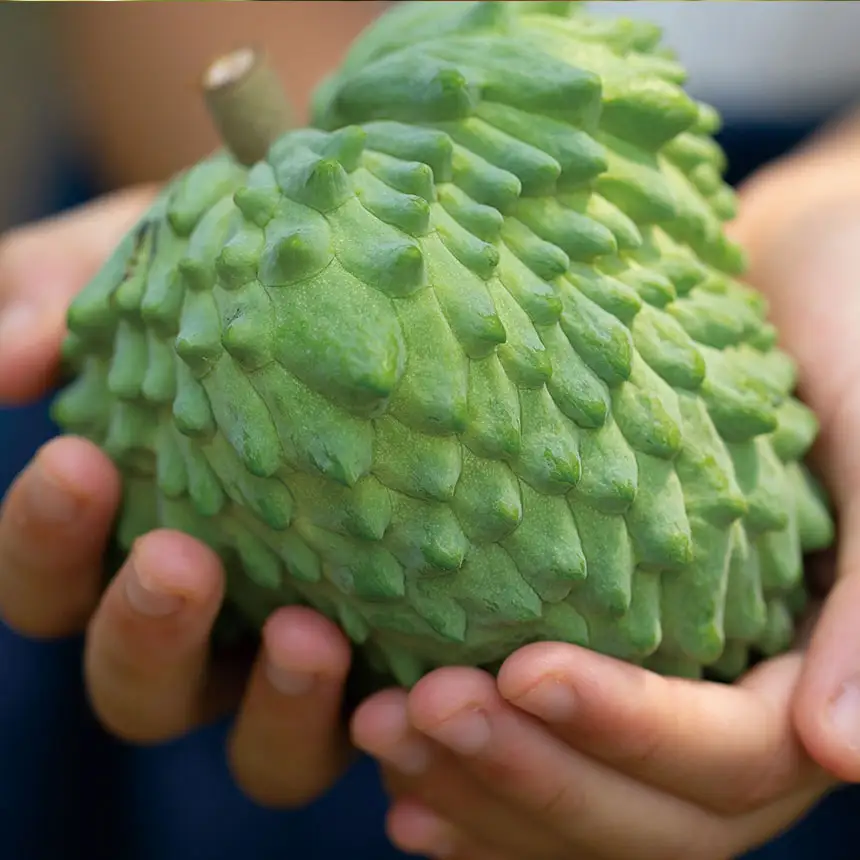 アテモヤ (約1.2kg)※3～4個