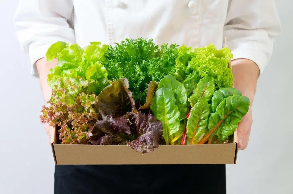 【2回定期便】常備野菜5種詰め合わせ│ドレッシング要らず 一ヶ月日持ち 洗わずそのまま 付け合わせ専用 ミディアムリーフ 5つ星ホテル採用