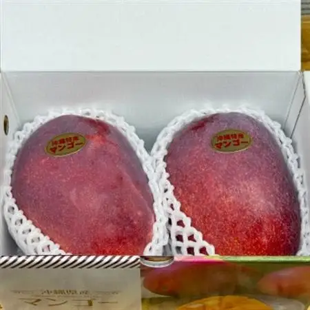 【2027年7月上旬から順次発送・贈答用】JAおきなわ厳選 秀品アップルマンゴー1kg(2～3玉)【配送不可地域：離島】【1724299】