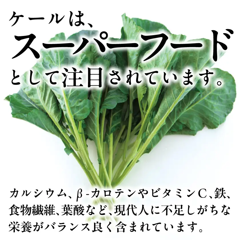 【訳あり】ソフトケール 1kg【TV紹介で大好評】おいしさで、ケールに革命を。【配送不可地域：離島】【1726973】