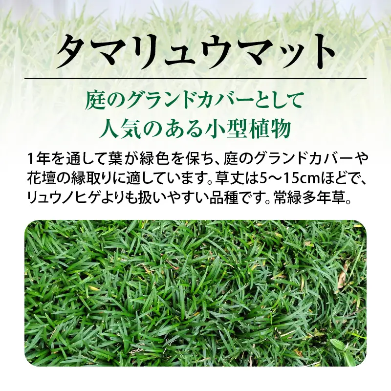 【10月から5月に発送】 タマリュウマット KN177-002 庭 芝生