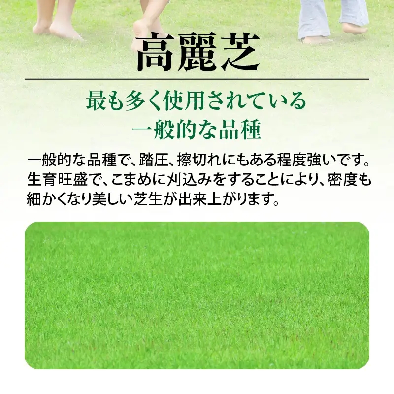 【10月から5月に発送】 高麗芝（2平方メートル） KN177-003-01 庭 芝生
