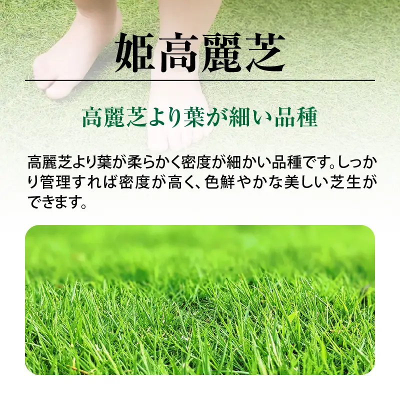 【10月から5月に発送】 姫高麗芝（10平方メートル） KN177-004-02 庭 芝生
