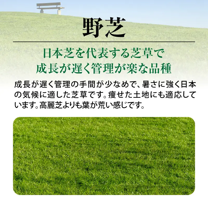 【10月から5月に発送】 野芝（2平方メートル） KN177-005-01 庭 芝生