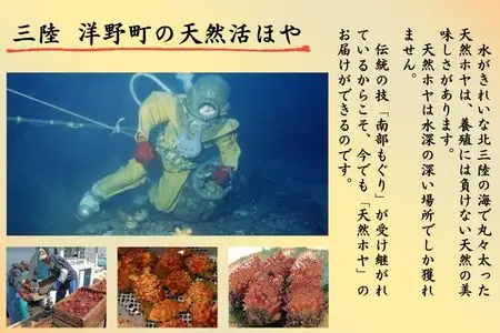 【冷凍】天然ほやむき身×２パック
