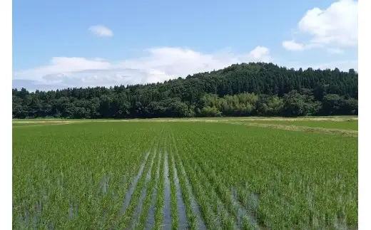 【新米受付・令和8年産米】新潟県村上市岩船産 特別栽培米 ちょっと贅沢なコシヒカリ 10kg（5kg×2袋）1039048N