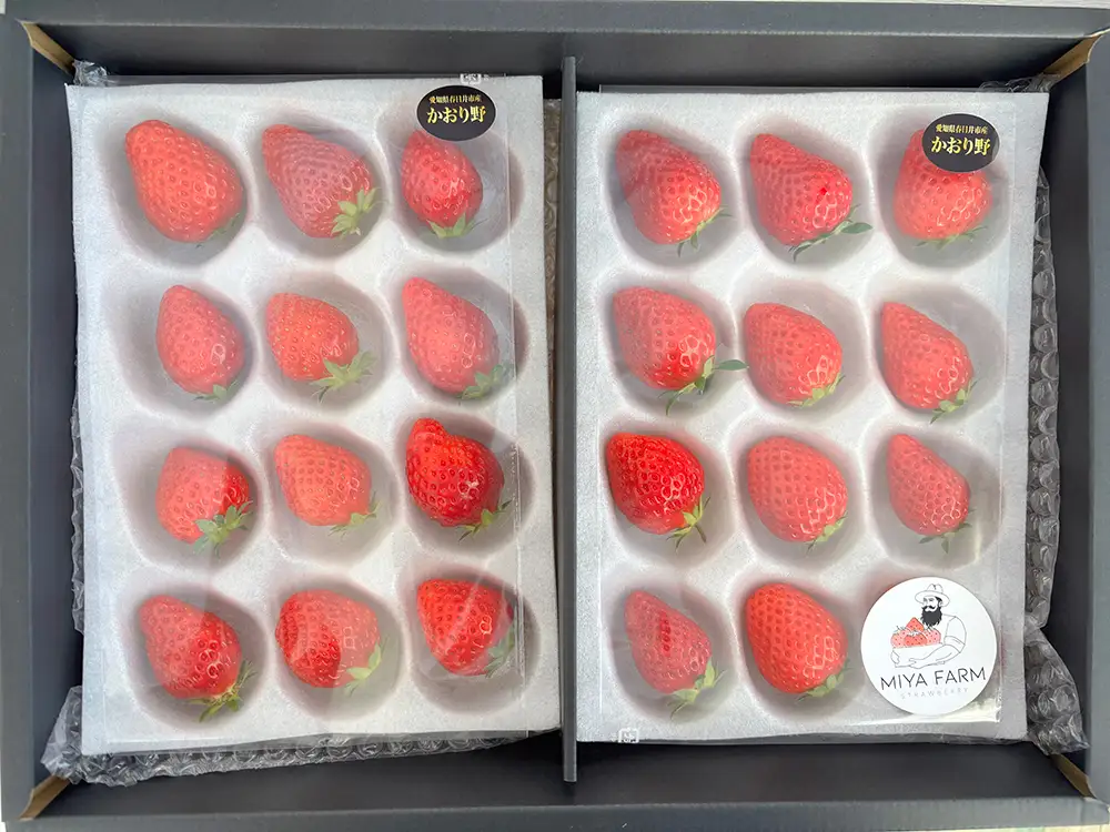 【先行予約】MIYA FARM いちご（品種：かおりの）12粒入り×2パック 合計 24粒 ※北海道・沖縄・離島への配送不可 ※2026年12月中旬～2027年5月下旬頃に順次発送予定