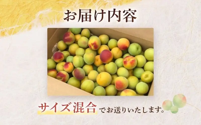 【2027年分先行予約】完熟梅 紀州南高梅 1.5kg サイズ混合（箱込み）※2027年6月中旬～順次発送予定 /  田辺市 果物 果実 梅 生梅 梅干し うめぼし 梅酒 梅ジュース 梅シロップ 手作り 自家製 新鮮【sny005-1】