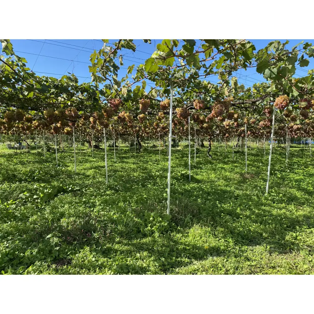 ワイン 竜眼 Early Harvest 750ml×4本 お酒 白ワイン 長野県 | ワイン 竜眼 白ワイン 辛口