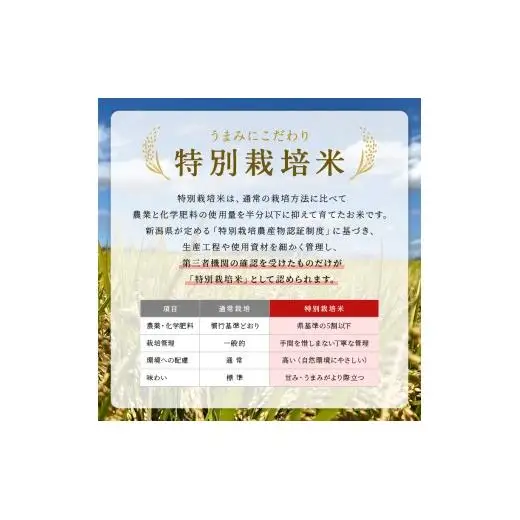 米令和7年度産 新潟県産特別栽培米新之助（白米）5kg