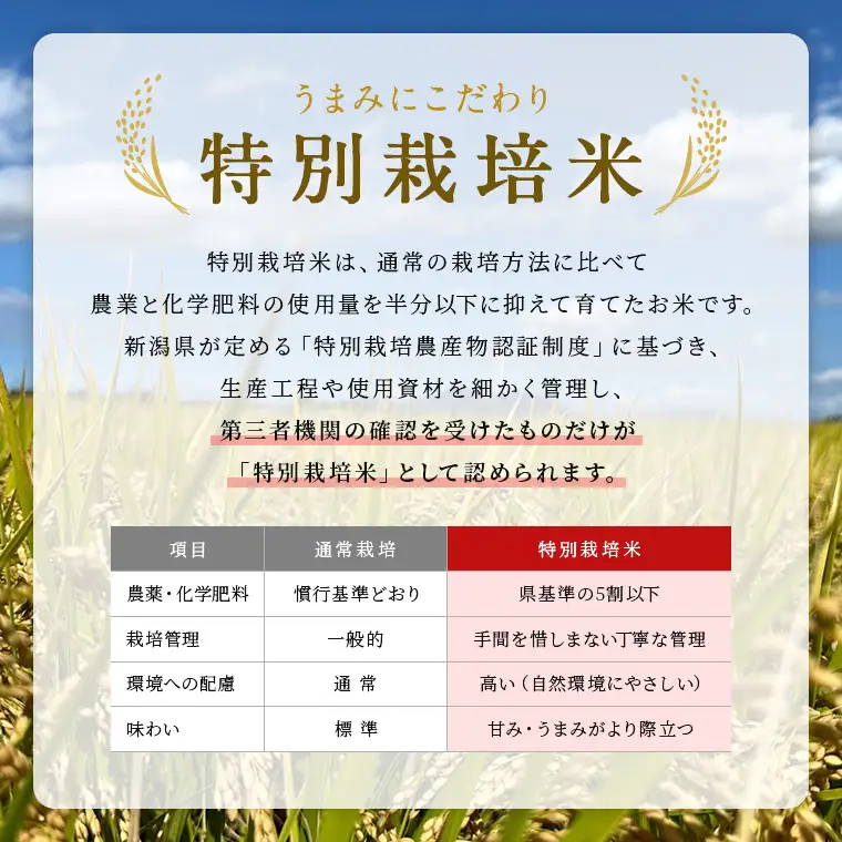 米 令和7年産 特別栽培米 新潟県産コシヒカリ（白米）10kg