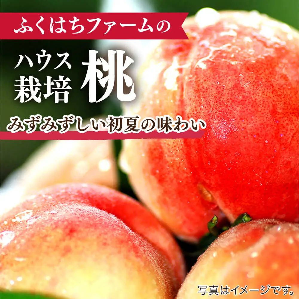 【2027年6月-発送】【2回定期便】南島原の桃を食べ比べ 化粧箱入り 計2kg 日川白鳳 夢富士 あかつき なつっこ / 桃 もも ハウス桃 フルーツ 果物 / 南島原市 / ふくはちファーム[SBS001]