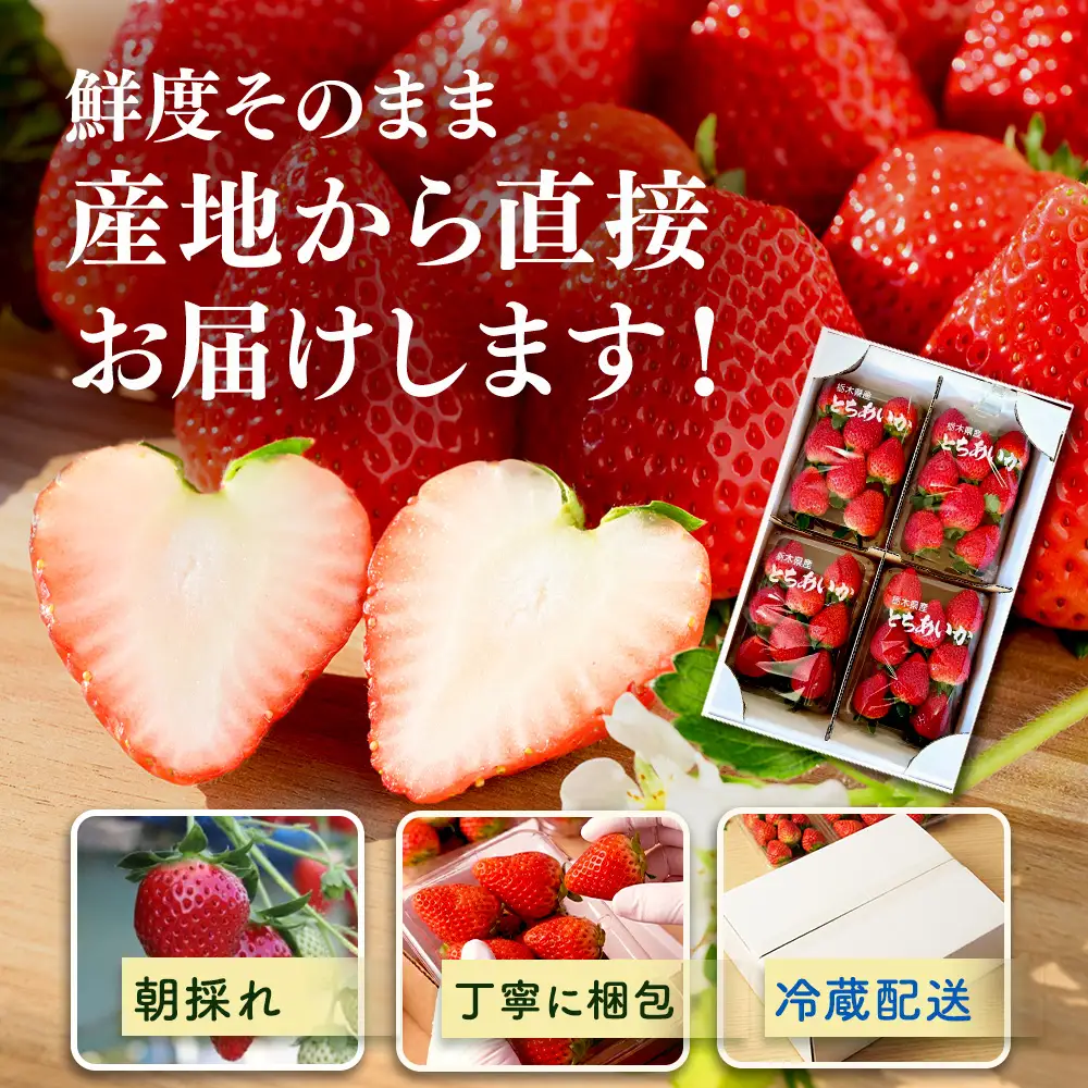 【先行予約】出会いの森いちご園 とちあいか （290g×2パック） | いちご イチゴ 苺 栃木県 果物 くだもの フルーツ とちあいか 新鮮 贈答 ギフト デザート スイーツ ※2026年12月～発送