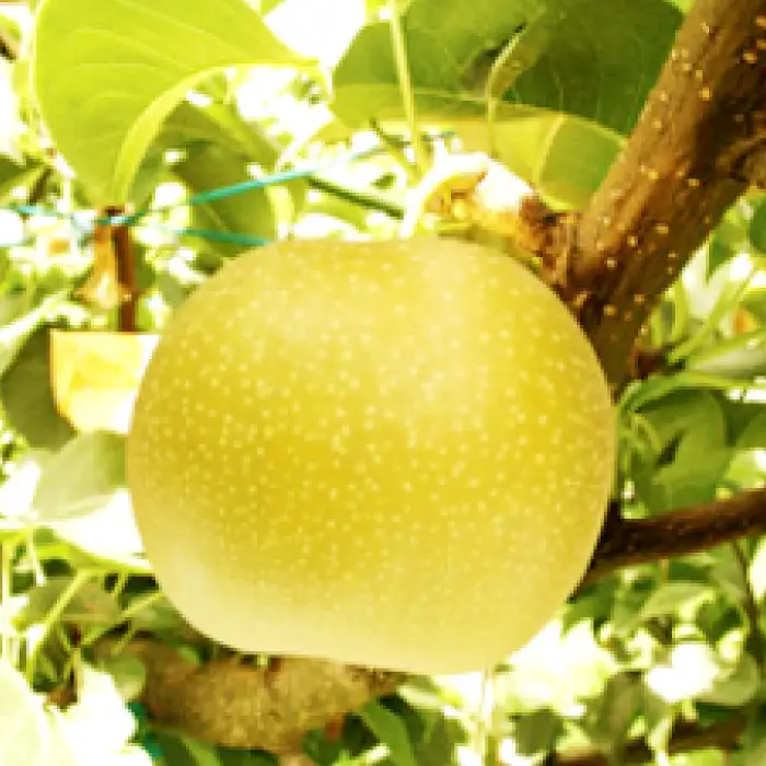 【期間限定】鳥取県産 新甘泉 “赤秀” 5kg（10〜14玉/5L～3Lサイズ）【梨 新甘泉 しんかんせん 赤秀 先行予約 季節限定 赤梨 5kg 10〜14玉 なし ナシ 贈答用 期間限定 果物 フルーツ くだもの 数量限定 産地直送 鳥取県】