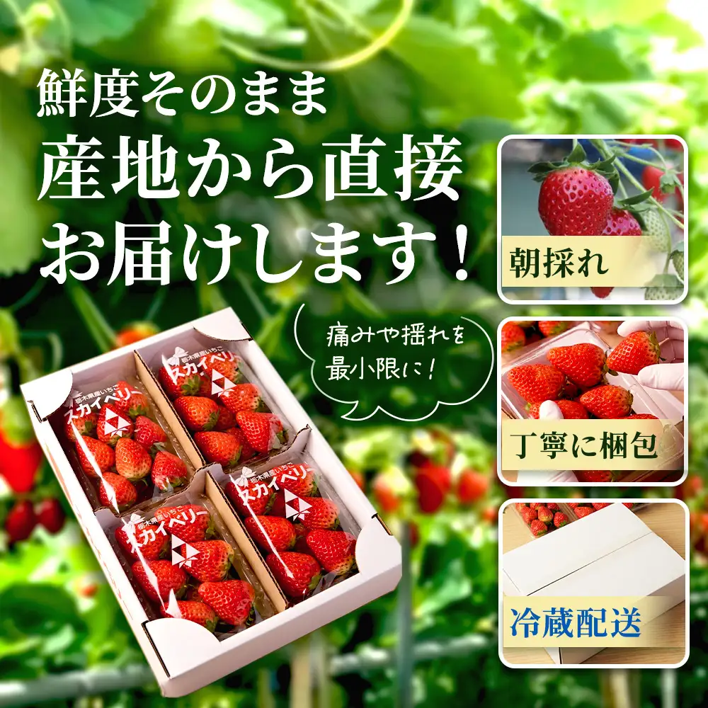 【先行予約】出会いの森いちご園 スカイベリー （290g×2パック） | いちご イチゴ 苺 栃木県 果物 くだもの フルーツ スカイベリー 新鮮 贈答 ギフト デザート スイーツ ※2026年12月～発送