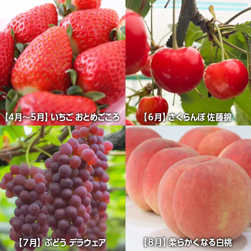 【定期便８回】☆フルーツ王国山形☆山形旬の味覚フルーツよくばり定期便『いちご、佐藤錦、デラウェア、白桃、メロン、シャインマスカット、ラ・フランス、りんご』 FY26-057