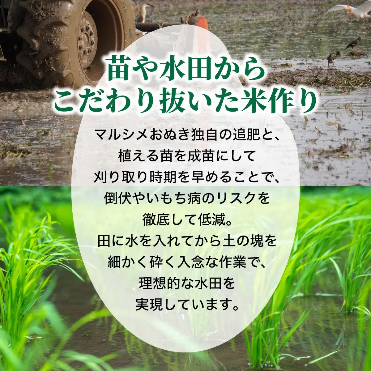 ◆R7年産◆ JGAP認証【おぬきさん家のゆめぴりか】10kg(5kg×2)  [ 3ヶ月定期便 ] ≪北海道伊達産≫ maru-006