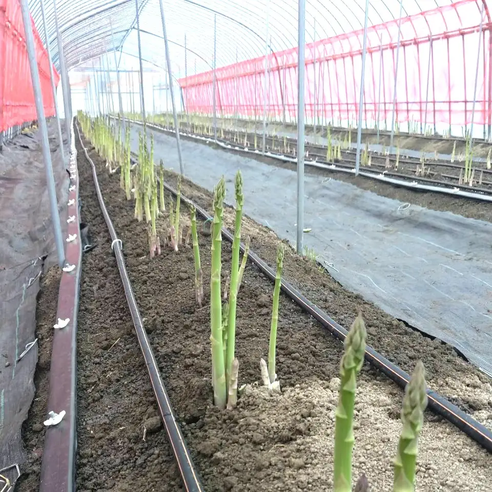 【朝採れ 当日発送】＜訳あり＞ アスパラガス 1.8kg | 家庭用 規格外 甘い 生産者直送 産地直送 野菜 はんざわエコファーム 猪苗代産 ※2026年4月中旬～10月中旬頃に順次発送予定 ※沖縄・離島への配送不可
