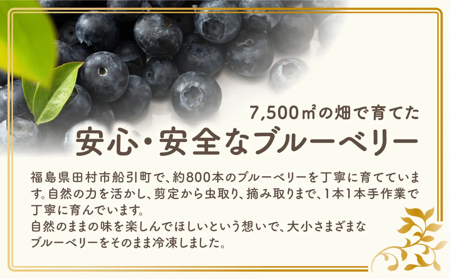 訳あり 冷凍ブルーベリー 300g 福島県 田村市 いずみの森ブルーベリー園