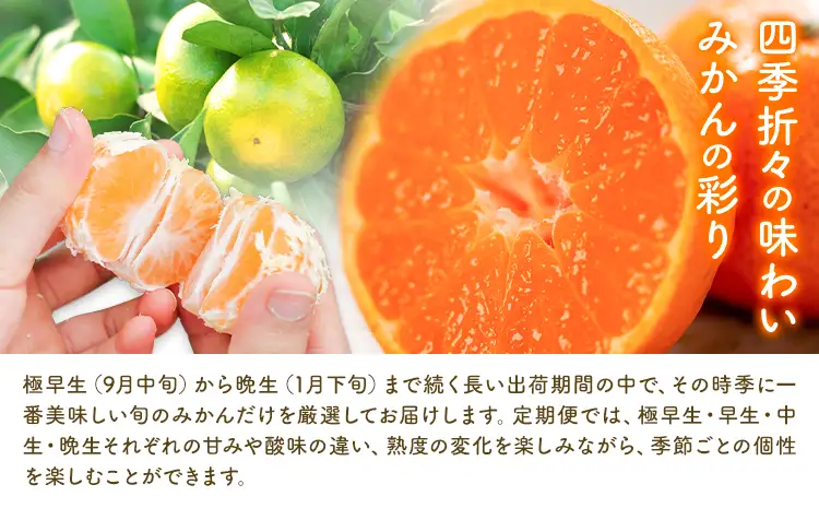先行予約 赤秀 みかん 旬 柑橘 蜜柑 鶴田農園 約5kg 《9月中旬-1月下旬頃出荷》極早生 早生 中生 晩生 フルーツ 果物 秋 旬 熊本県 荒尾市産 贈答 ギフト オレンジ 人気 おすすめ