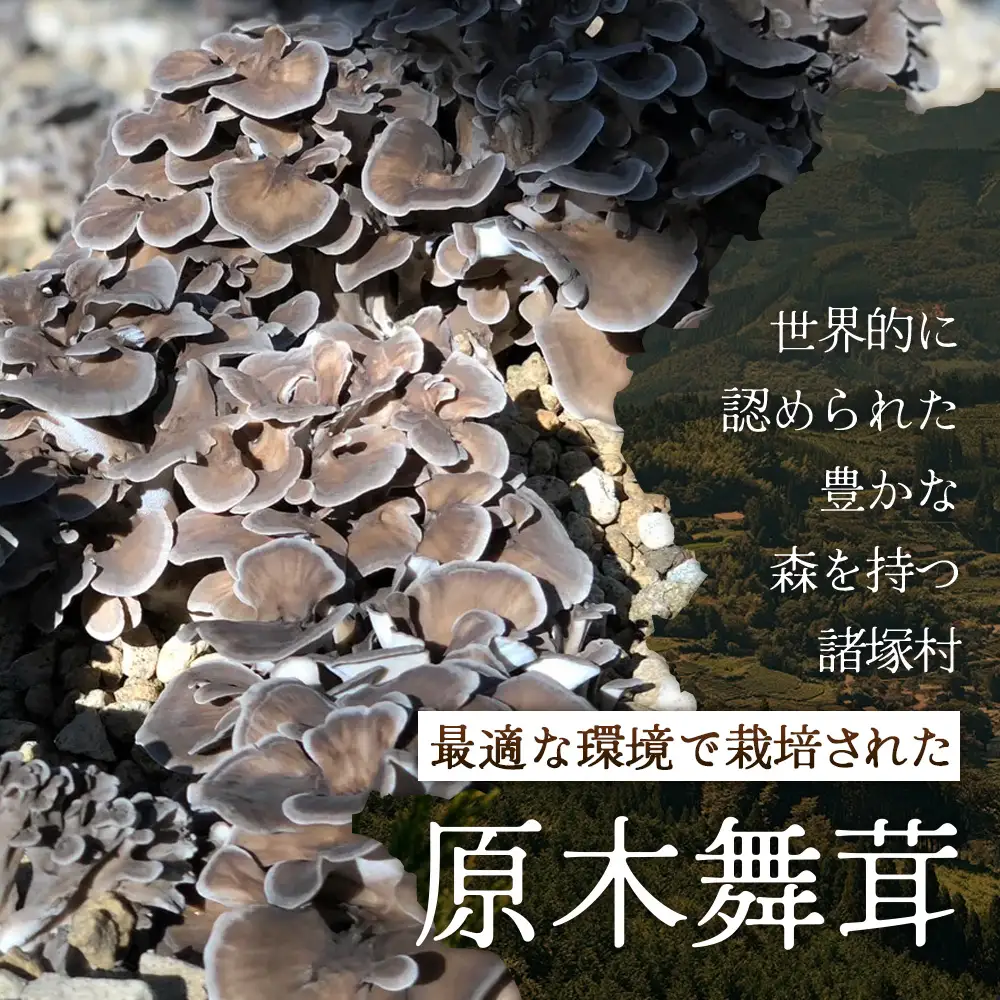 【先行予約】宮崎県諸塚村産 原木舞茸 1kg 数量限定［2026年10月下旬～11月中旬ごろにお届け］冷蔵｜マイタケ きのこ キノコ 原木まいたけ 産地直送 秋の味覚 もろっこはうす 宮崎県 諸塚村 MO-29