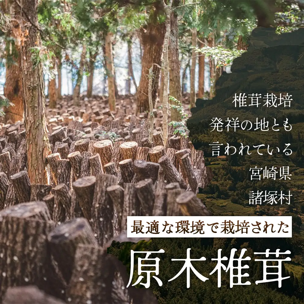【先行予約】宮崎県諸塚村産 原木生椎茸 約650g［2026年9月～11月ごろにお届け］冷蔵｜しいたけ 生シイタケ きのこ キノコ 原木しいたけ 産地直送 秋の味覚 もろっこはうす MO-30