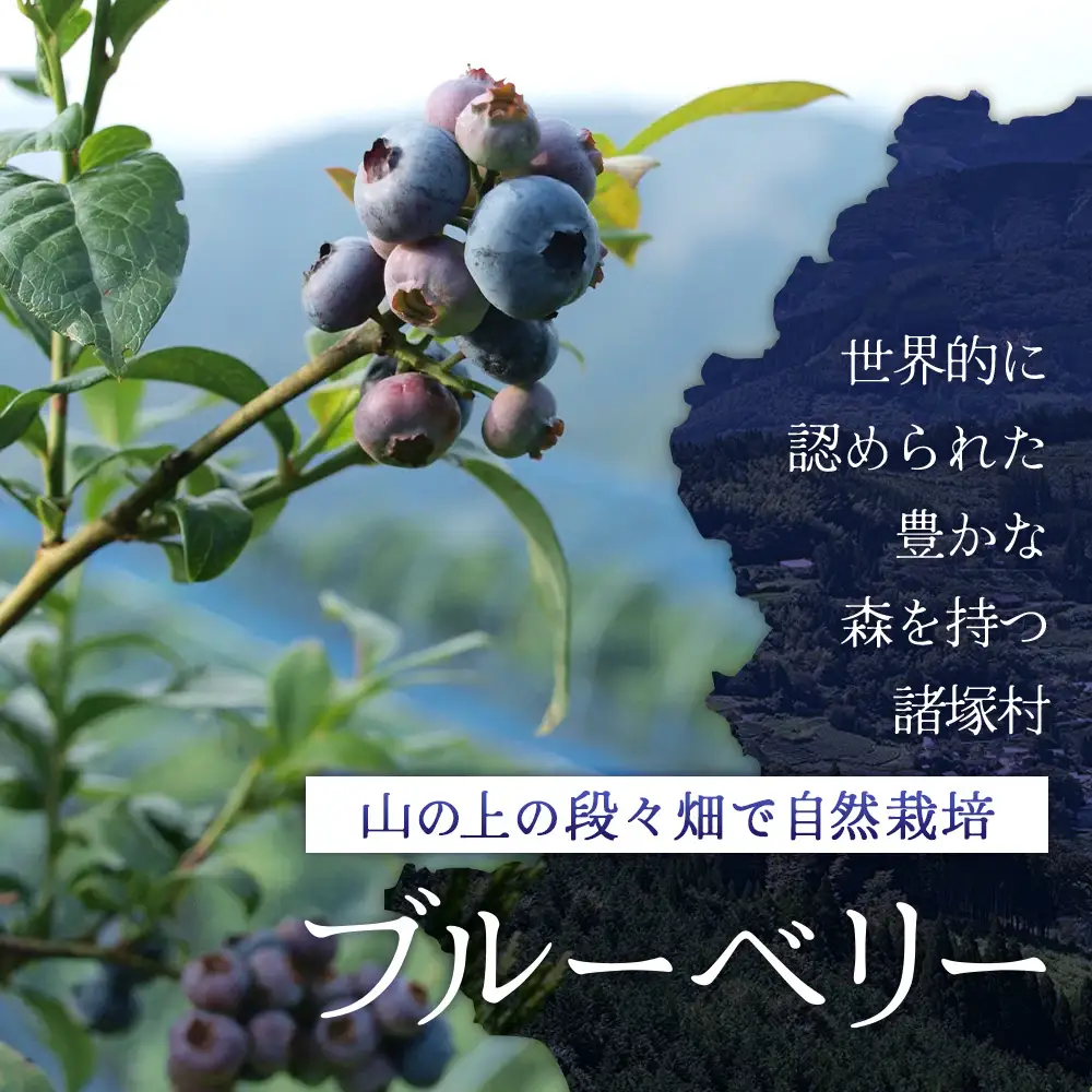 【数量限定】諸塚村産 冷凍ブルーベリー 約1kg｜ブルーベリー 果物 フルーツ 産地直送 スムージー ヨーグルト もろっこはうす 宮崎県 諸塚村 MO-34