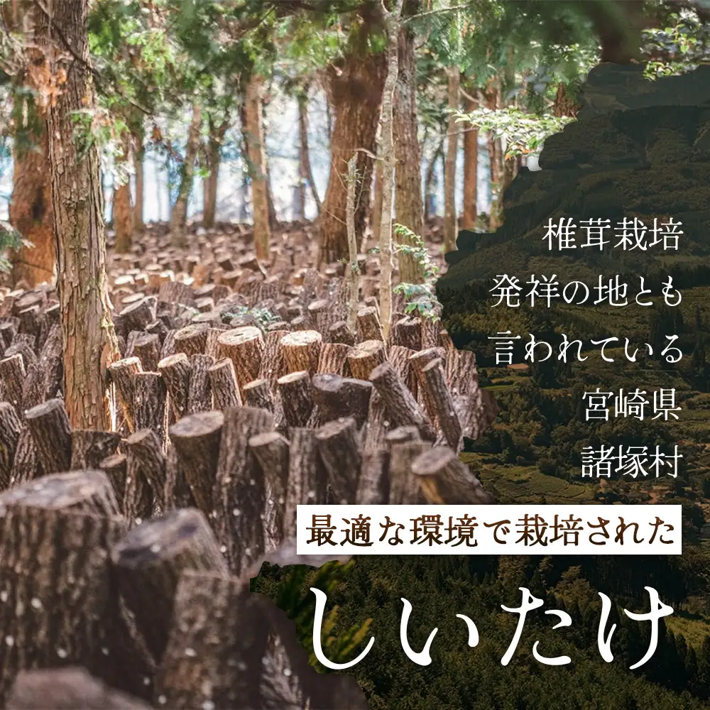 【世界初CoC認証取得！】宮崎県諸塚村産 乾しいたけ どんこ 90g 化粧箱入 常温｜干ししいたけ 椎茸 冬菇 肉厚 お煮しめ お鍋 網焼き 原木栽培 CoC認証 高級 もろっこはうすMO-14