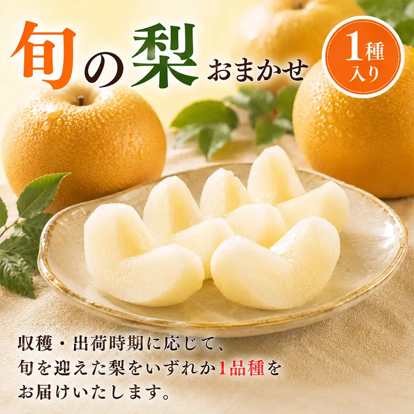 先行予約 旬の梨 約2kg 梨