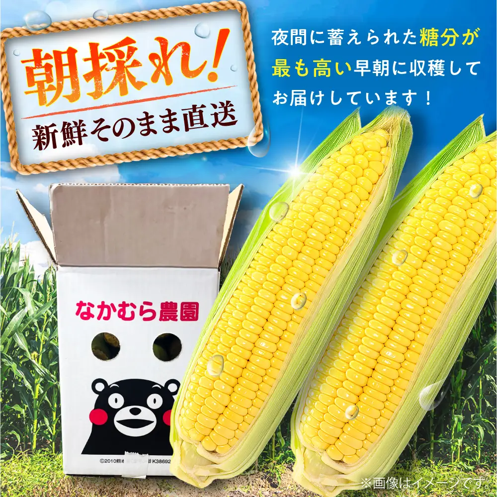 【先行予約】【2027年5月中旬より順次発送】スイートコーン(プレミアム味来) 約4kg スイートコーン[BHCJ004]