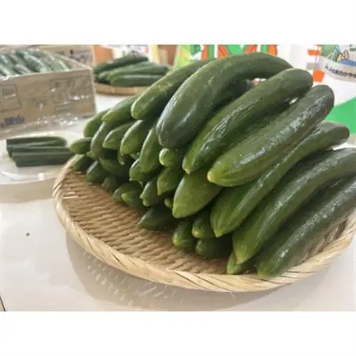 久米南町産　里海きゅうり 約5kg【配送不可地域：離島・北海道・沖縄県】【1727202】