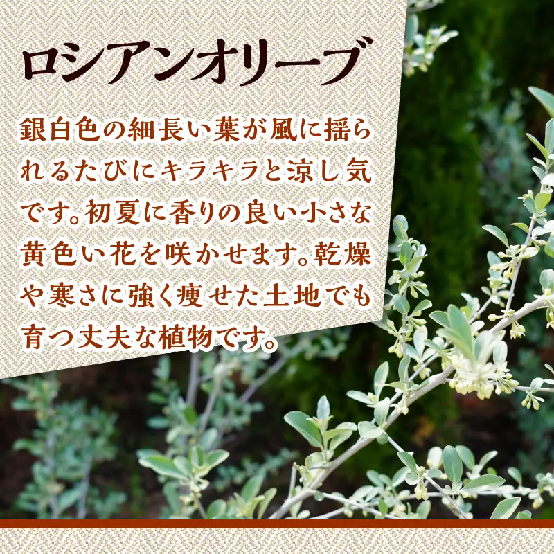 植木　ロシアンオリーブ　0.9ｍ
