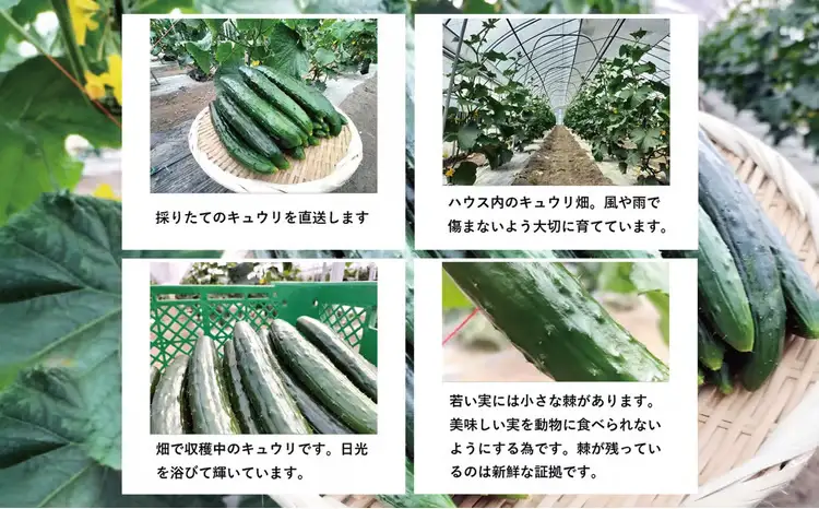 キュウリ 採りたてシャキ旨！36本　90P3211【ひない渡辺農園しどけ村】
