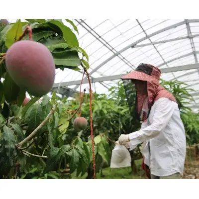 先行予約!2026年7月発送 徳之島 伊仙町 盛農園より徳之島マンゴー 約1kgをお届け!【化粧箱】
