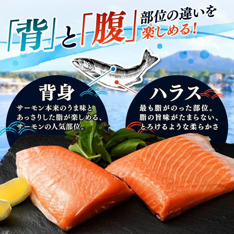 【極上の脂のり】アトランティックサーモン 背身&ハラス食べ比べセット 約500g ＜道産ネットミツハシ＞ 鮭 サーモン 北海道 森町 ふるさと納税 mr1-1375