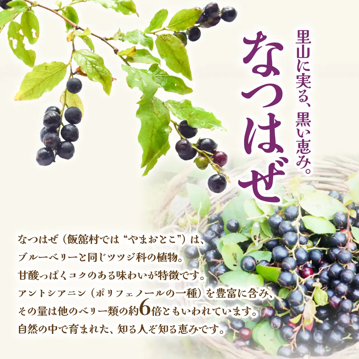 里山の黒真珠 なつはぜアイス ITTAA002