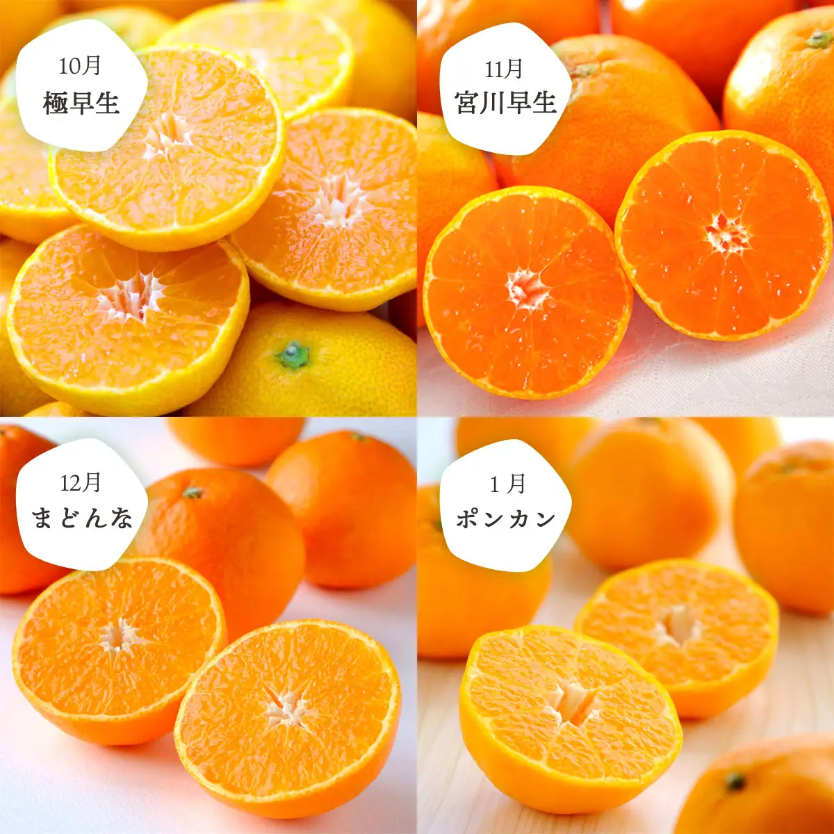 【発送月固定定期便】愛媛の人気品種を厳選! みかん定期便(訳あり)全8回【H25-117】【4001039】 YWTAP060