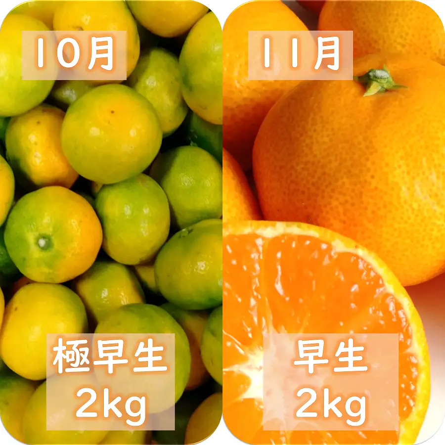 【発送月固定定期便】愛咲果樹園「みかん定期便」(10月～1月)全4回【D71-19】【4013210】 YWTS015